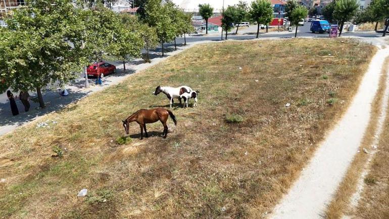 Avcılarda başıboş atlar tehlikeye davetiye çıkarıyor