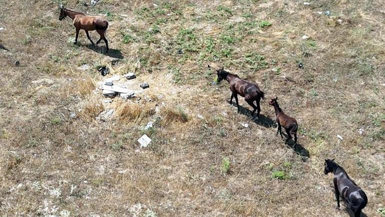 Avcılarda başıboş atlar tehlikeye davetiye çıkarıyor