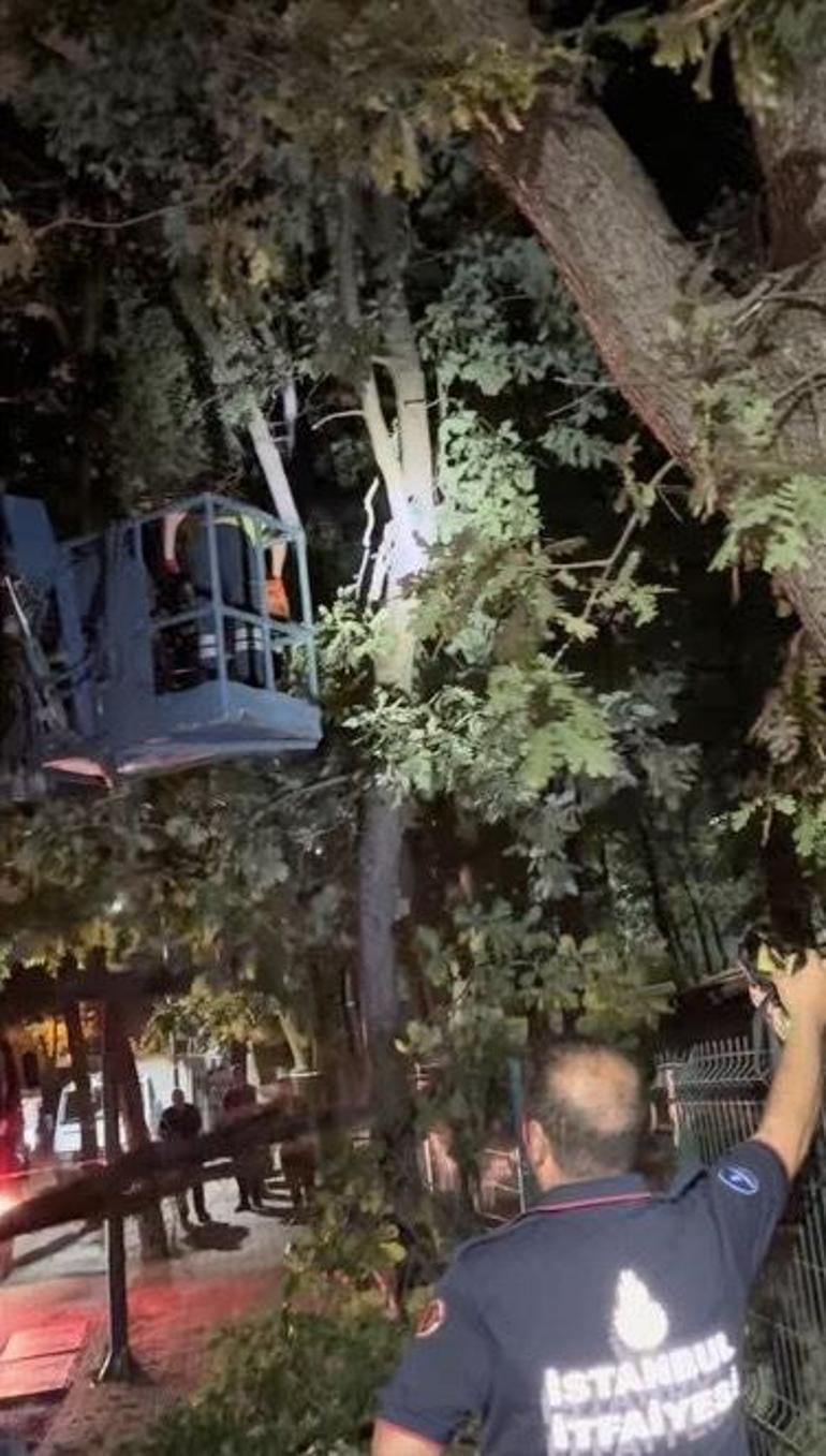 Sancaktepe’de fırtınada devrilen ağaç hafif ticari aracın üzerine düştü