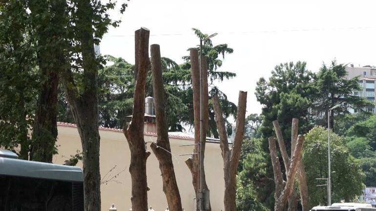 Beşiktaştaki tarihi ağaçlara Çınar kanserine karşı koruma çalışması: İlaçla tedavi yöntemi mümkün değil