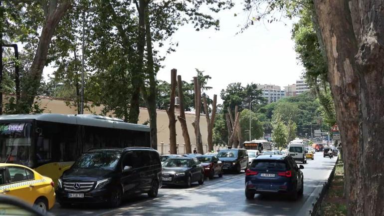 Beşiktaştaki tarihi ağaçlara Çınar kanserine karşı koruma çalışması: İlaçla tedavi yöntemi mümkün değil
