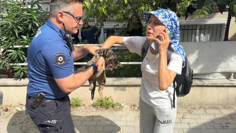 Avcılar’da çatı katında çıkan yangında 10 kedi öldü; 2 kedi çatıdan atladı