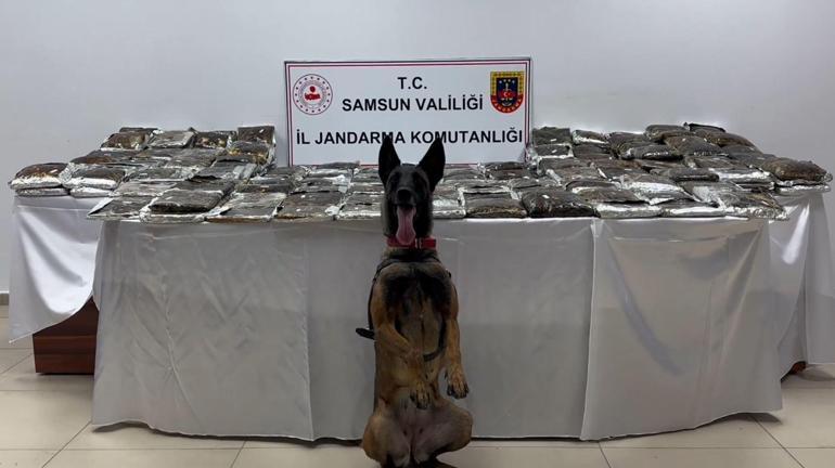 Samsunda 132 kilo toz esrar ele geçirildi; 1 gözaltı