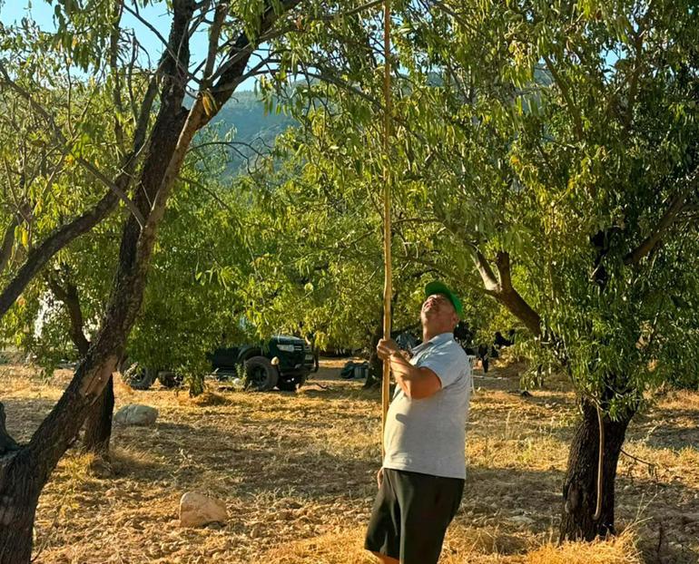 Datçada badem hasadı başladı