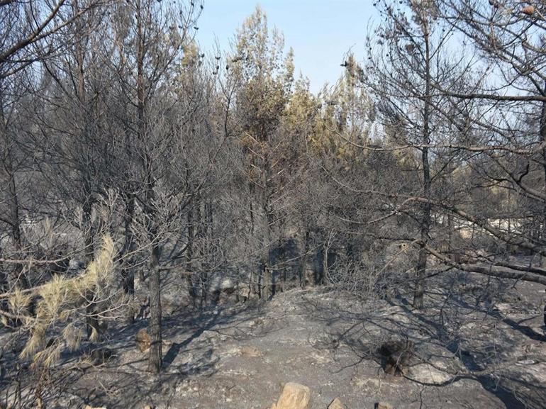 Çinedeki orman yangınında koca tutuklandı, eşi serbest