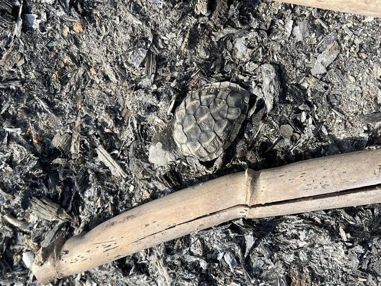 Kumsalda yakılan ateş, denize ulaşmaya çalışan yavru carettanın ölümüne neden oldu