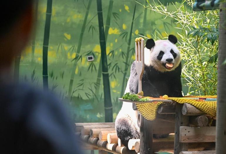 Çin’de dev panda Xing Mei’nin 15’inci doğum günü kutlandı