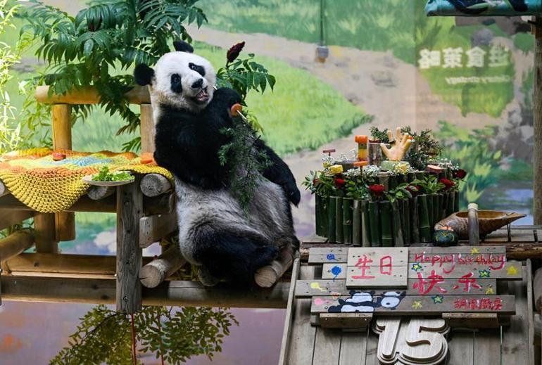 Çin’de dev panda Xing Mei’nin 15’inci doğum günü kutlandı