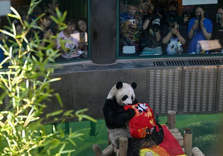 Çin’de dev panda Xing Mei’nin 15’inci doğum günü kutlandı