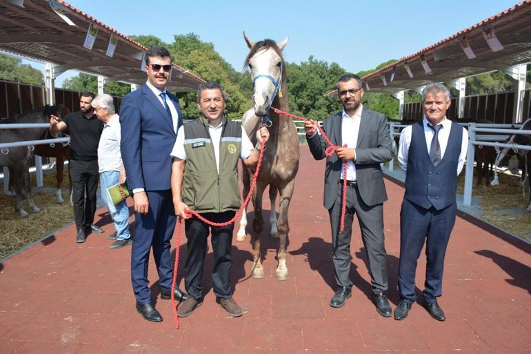 Karacabey TİGEMin arap tayları 27 milyon 550 bin liraya alıcı buldu