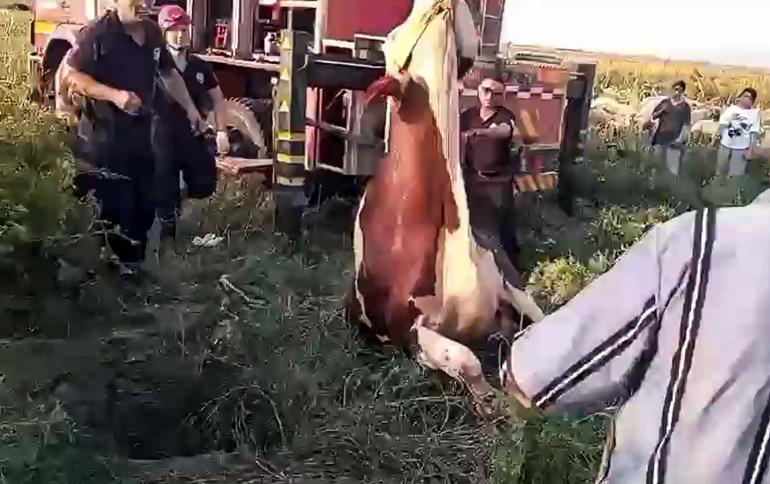 Kuyuya düşen ineğini kurtaran ekiplere sarılıp, gözyaşı döktü