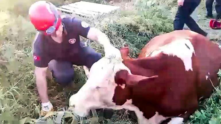 Kuyuya düşen ineğini kurtaran ekiplere sarılıp, gözyaşı döktü