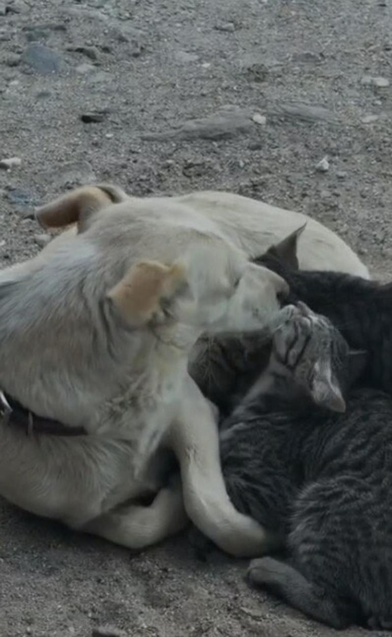 Köpek, kedi yavrularını emzirirken görüntülendi