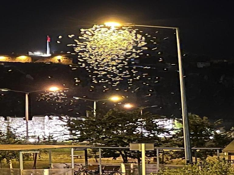 Kelebeklerin ölüm dansı görüntülendi