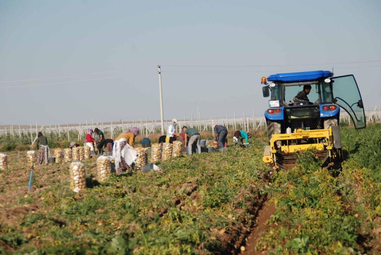 Niğdede kilosu 25 liradan satılan patates, üreticinin yüzünü güldürdü