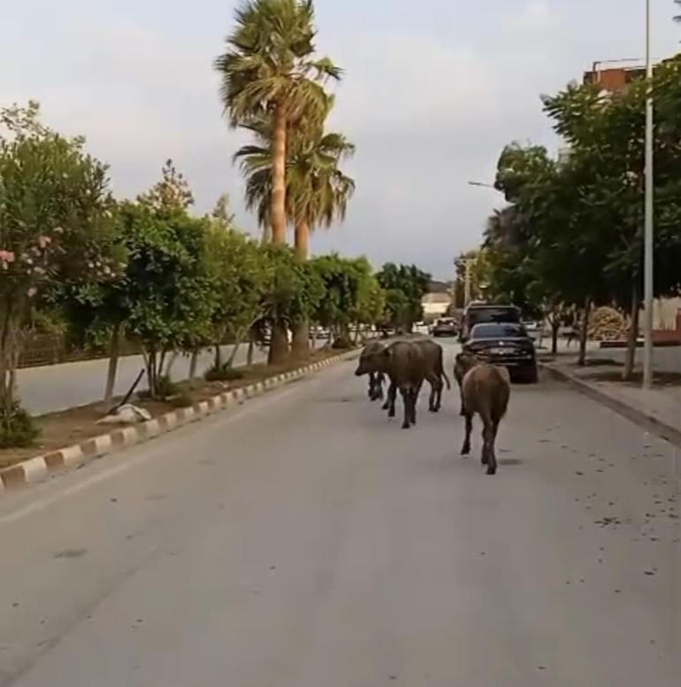 Hatayda başıboş anguslar yola çıktı; görenler şaşırdı