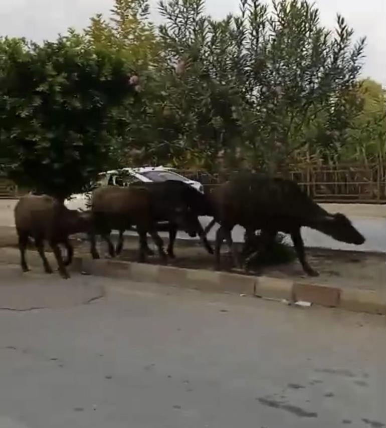 Hatayda başıboş anguslar yola çıktı; görenler şaşırdı