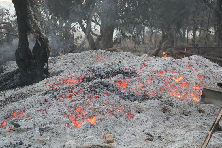 Seydikemerde tarım arazisinde çıkan yangın, Kaşta ormana sıçradı