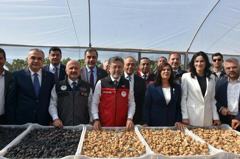 Bakan Yumaklı: Rekolte tahmini yaş incirde 388 bin, kuru incirde 94 bin ton
