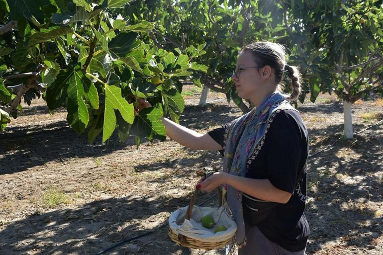 Bakan Yumaklı: Rekolte tahmini yaş incirde 388 bin, kuru incirde 94 bin ton