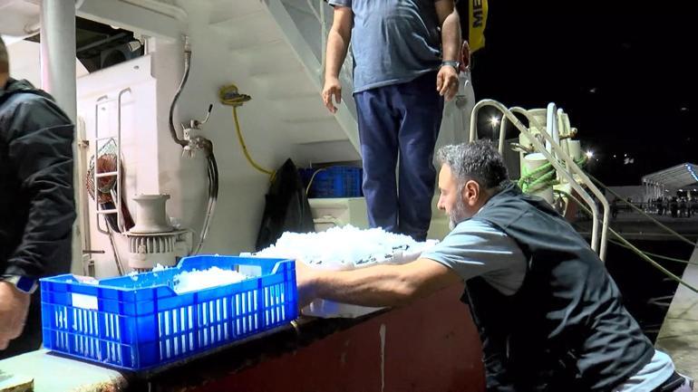 Gürpınar Balık Halinde balıkçılar avdan döndü: Bu sene palamut bol