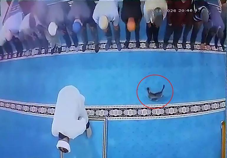 Camide kediye tekme atan kişi gözaltına alındı