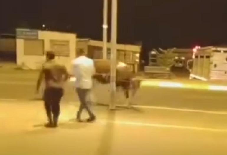 Sahibinin elinden kaçan dana güçlükle yakalandı
