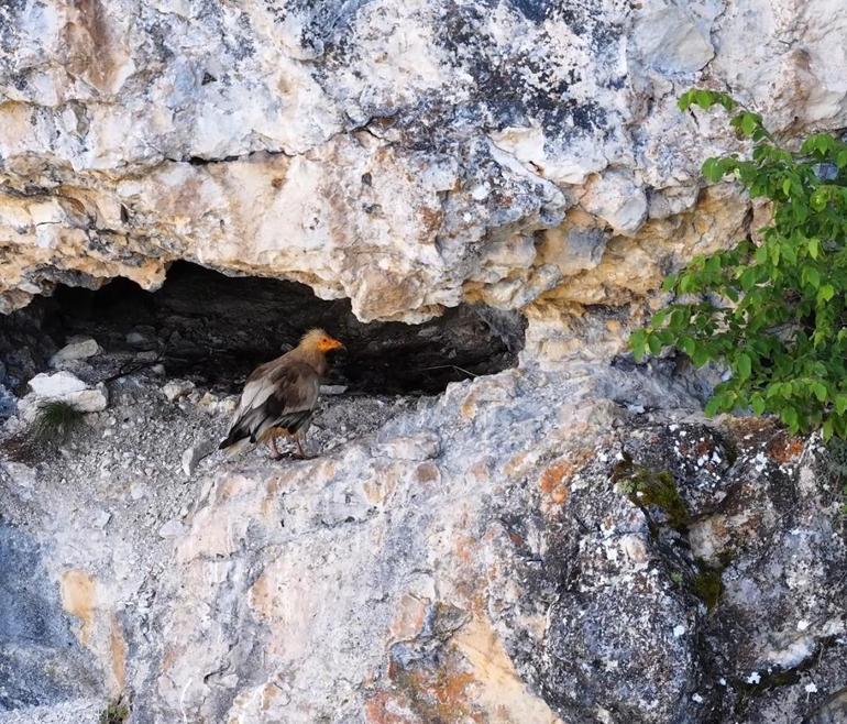 Cehennem Deresi Kanyonunda akbaba ailesi dron kamerasında