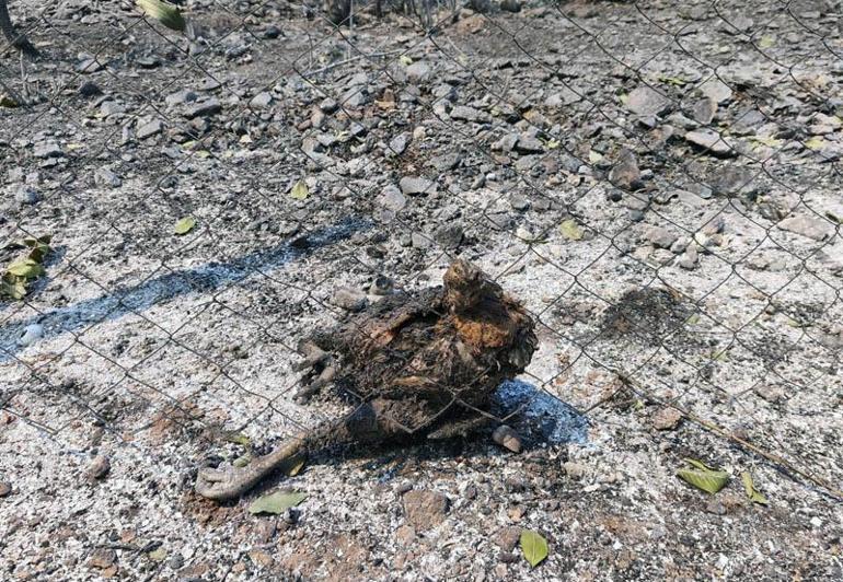 Kozanda başlayıp, 2 ilçeye daha sıçrayan orman yangını 2’nci gününde