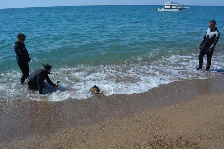 Yeşil deniz kaplumbağası Hanzala, uydu cihazıyla Akdenize gönderildi