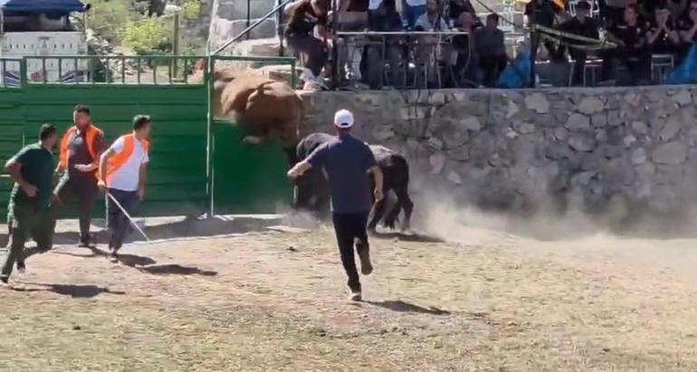 Güreşten kaçan boğa, demir kapıdaki boşluktan arenanın dışına atladı