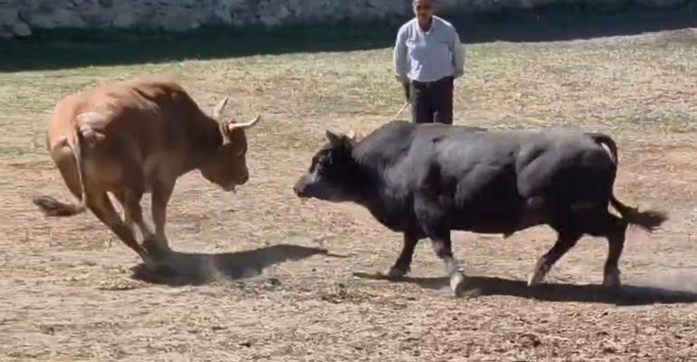 Güreşten kaçan boğa, demir kapıdaki boşluktan arenanın dışına atladı