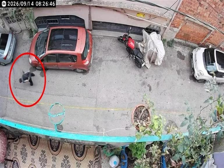 Bursada kucağındaki kediye şiddet uygulayan şüpheli yakalandı