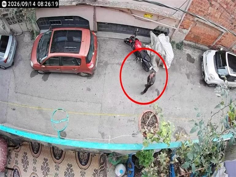 Bursada kucağındaki kediye şiddet uygulayan şüpheli yakalandı