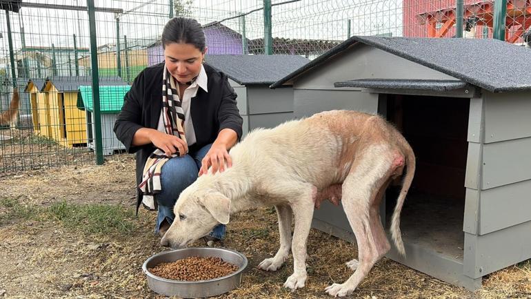 Pirelerin istila ettiği binadan çıkarılan köpeğe, kendisini kurtarıp sahiplenen avukatın adı verildi