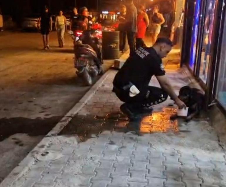Sokak köpeğini av tüfeğiyle yaralayan şüpheli gözaltına alındı