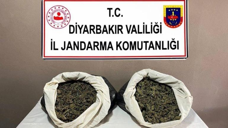 Diyarbakırda 217 bin 608 kök kenevir ve skunk ele geçirildi