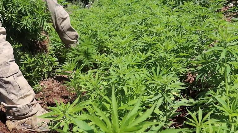 Diyarbakırda 217 bin 608 kök kenevir ve skunk ele geçirildi