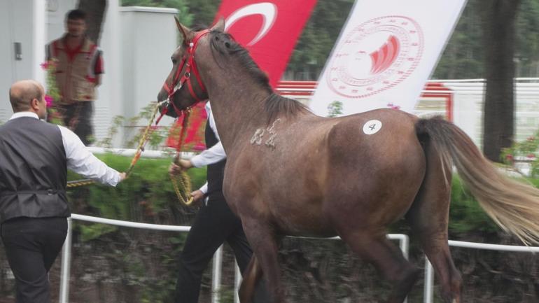 TİGEM 13 elit tay satışından 51 milyon 600 bin lira gelir elde etti