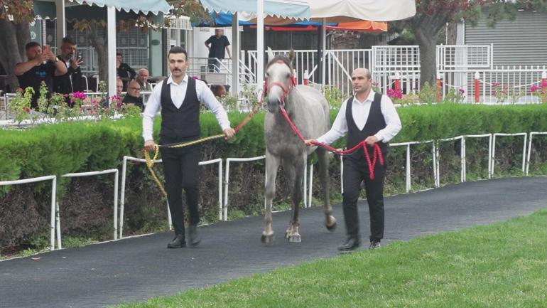 13 safkan Arap elit tay 51 milyon 600 bin liraya satıldı