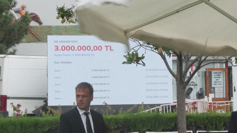 13 safkan Arap elit tay 51 milyon 600 bin liraya satıldı