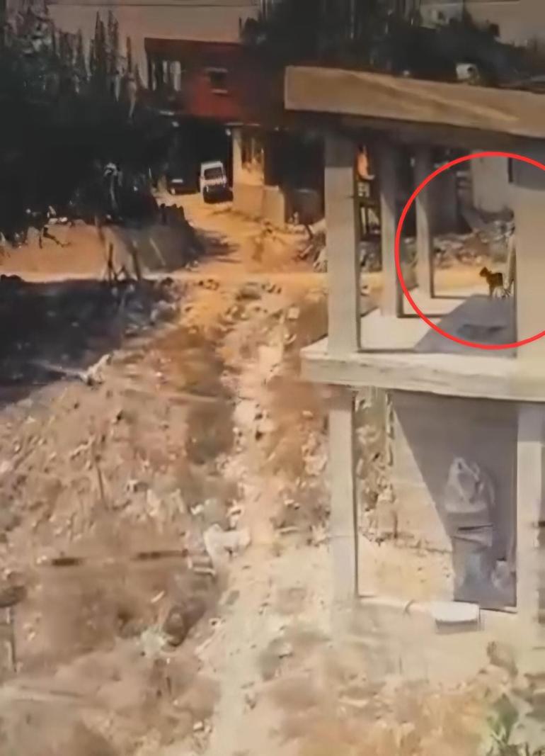 İnşaatta yatan köpeğe sopayla şiddet uyguladı; o anlar kamerada