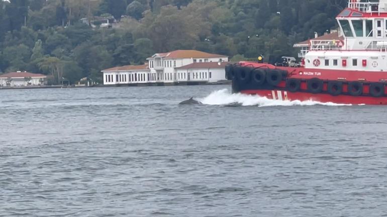 İstanbul Boğazında yunus sürprizi