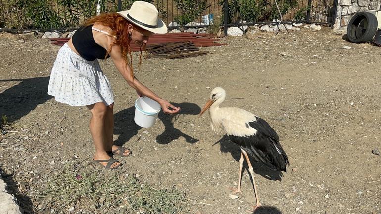 Sitenin bahçesine konan leyleğe sahip çıkıp, balık ve etle besliyorlar