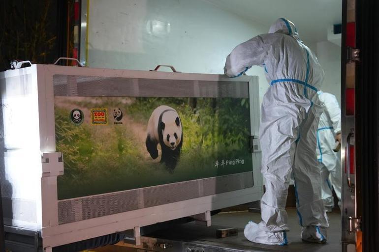 İki dev panda Çin’den ABD’ye yola çıktı