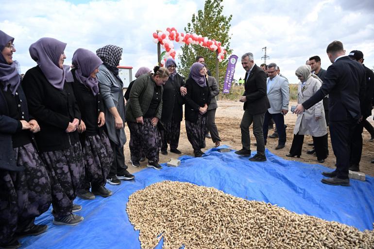 Edirnede Meriç Alibeyköy Fıstık Hasadı Şenliği düzenlendi