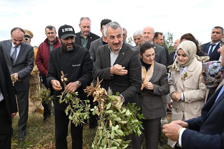 Edirnede Meriç Alibeyköy Fıstık Hasadı Şenliği düzenlendi
