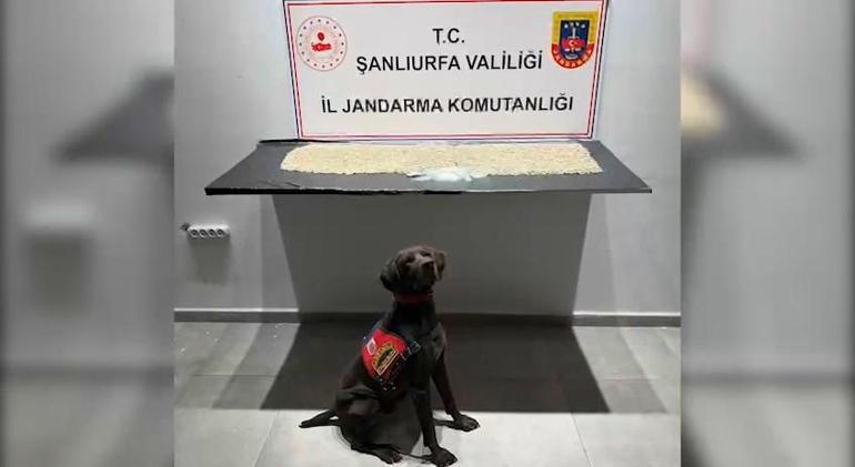 Evin tuvaletinde, çöp poşeti ve kovadan 14 bin 410 uyuşturucu hap çıktı
