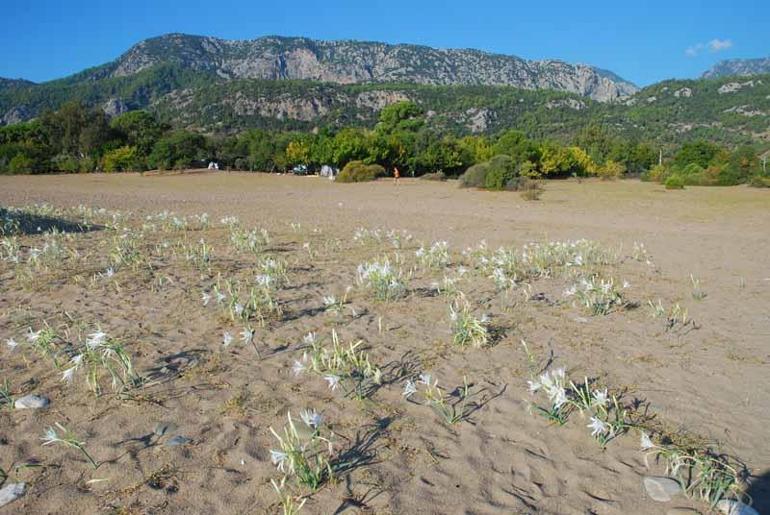 Çıralıda deniz kaplumbağası koruma çalışmaları sayesinde kum zambağı sayısı da arttı