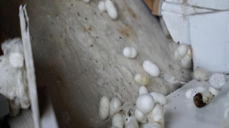 Diyarbakır’da ipek böcekçiliği, bin çiftçiye geçim kaynağı oluyor